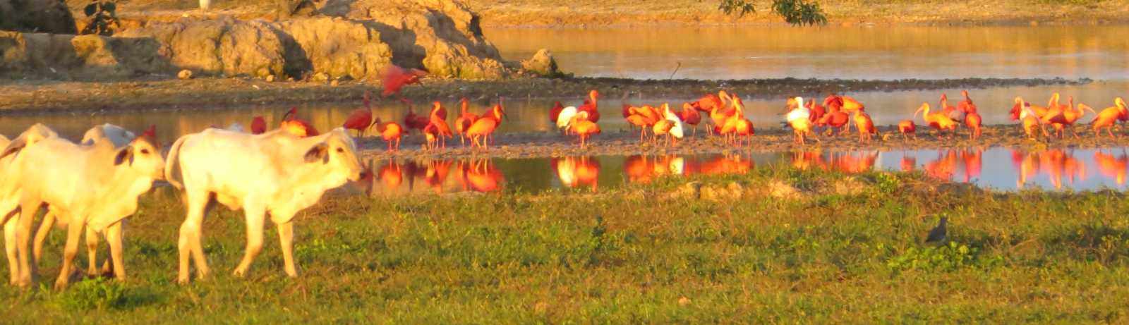 Passeggiata a cavallo nei paesaggi dei Llanos colombiani