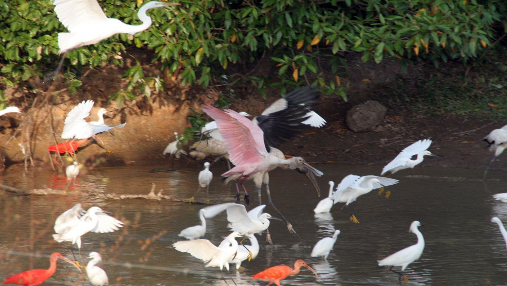 Avistamiento de Aves — Juan Solito Ecolodge, Casanare