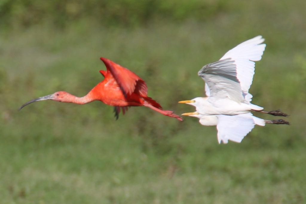 Scarlet ibis and heron in flight over the Hato La Aurora Nature Reserve, Casanare