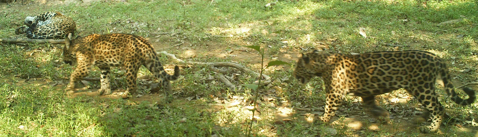 Jaguares en vida silvestre en la Reserva Natural del Hato La Aurora, Casanare